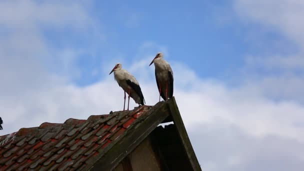 König des Hügels — Stockvideo