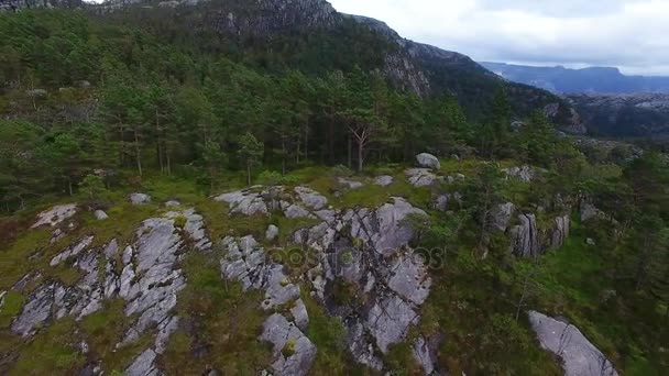 Aerial view of the forest in mountains — Stock Video