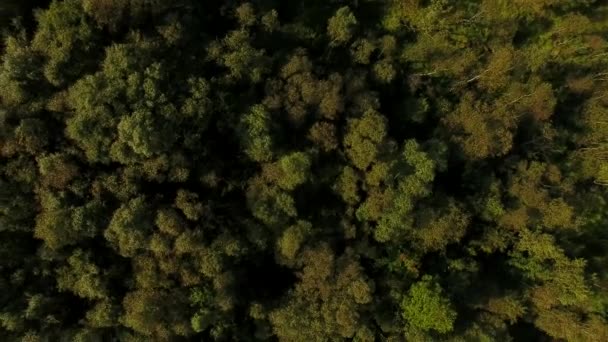 Het Noordse bos, bovenaanzicht — Stockvideo