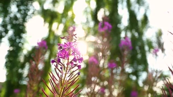 La abeja está polinizando la flor — Vídeos de Stock