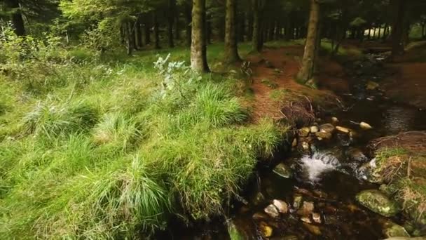 Creek w skandynawskich lasów — Wideo stockowe