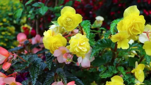 Die Rosen im Garten — Stockvideo