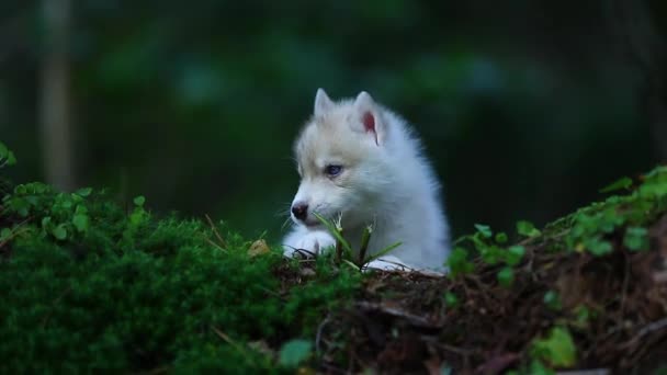 Husky pup in een wild bos — Stockvideo