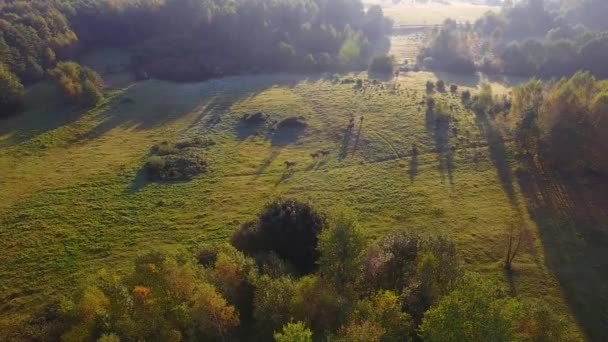 Rebanho de cavalos em um prado, vista de cima — Vídeo de Stock