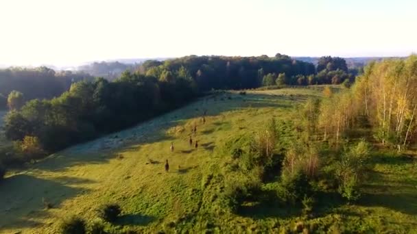 Manada de caballos en un prado, vista desde arriba — Vídeos de Stock