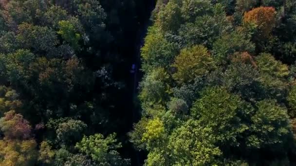 Straße im Wald, Blick von oben — Stockvideo