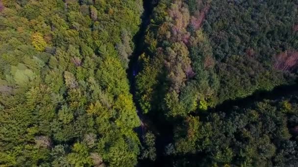 Bir ormanda yol görüntülemek yukarıdan — Stok video
