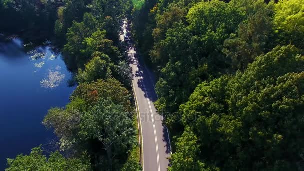 Route dans une forêt, vue d'en haut — Video