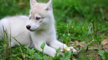 Köpek yavrusu armut yiyor