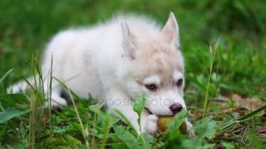 Köpek yavrusu armut yiyor