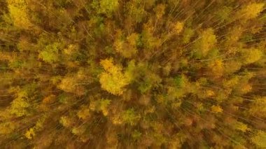 Sonbahar orman, yukarıdan görünüm