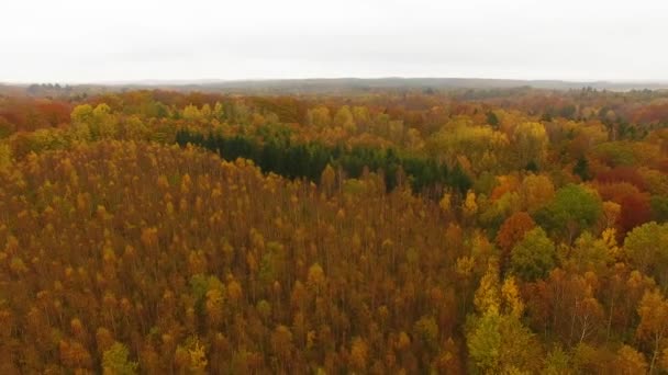 Der herbstliche Wald, Blick von oben — Stockvideo