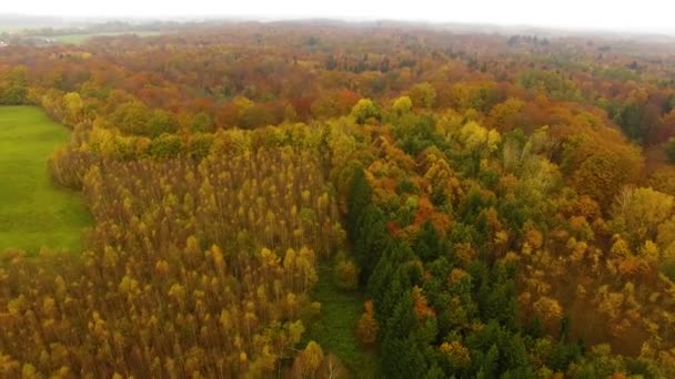 La foresta autunnale, vista dall'alto — Video Stock