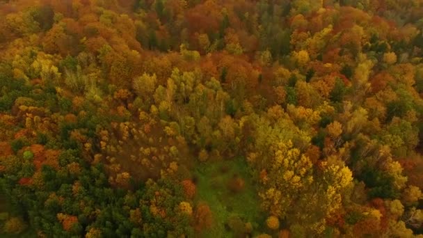 Az őszi erdő, látkép fentről — Stock videók