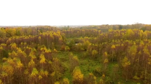 A floresta de outono, vista de cima — Vídeo de Stock