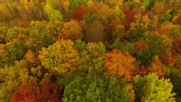 Der herbstliche Wald, Blick von oben — Stockvideo