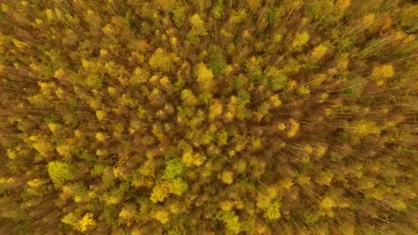 De herfst bos, weergave van bovenaf — Stockvideo