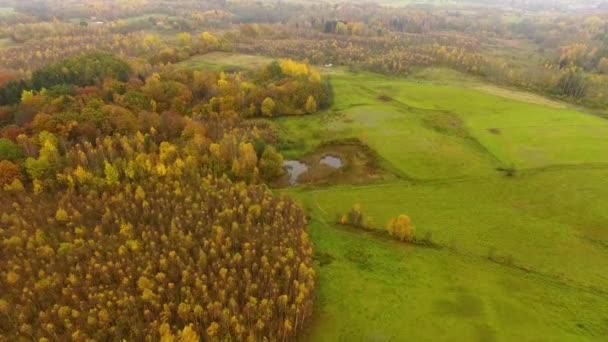 De herfst bos, weergave van bovenaf — Stockvideo