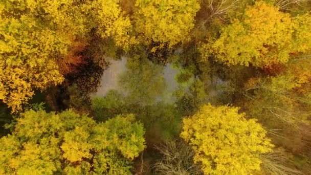 Sonbahar orman, yukarıdan görünüm — Stok video