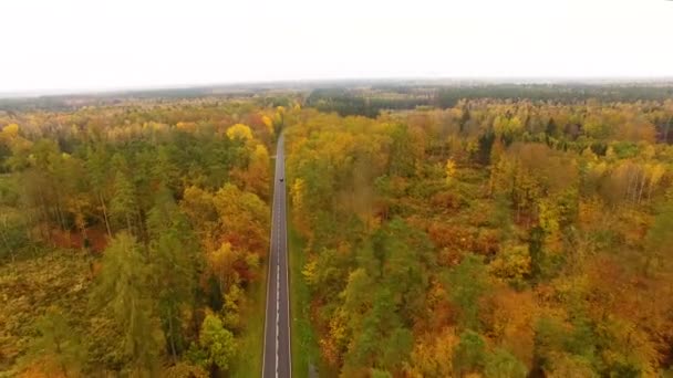 La strada attraverso la foresta, vista dall'alto — Video Stock