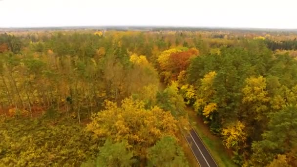 Die Straße durch den Wald, Blick von oben — Stockvideo