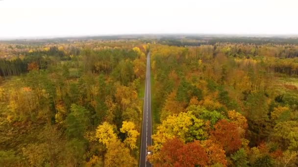 La strada attraverso la foresta, vista dall'alto — Video Stock