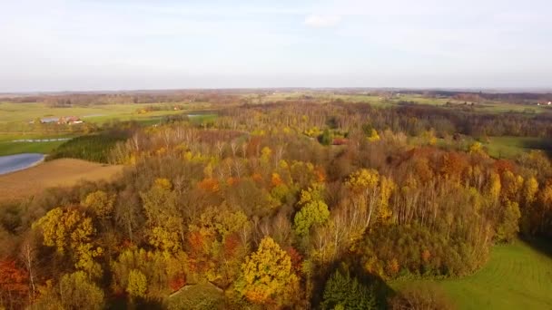 Wald im Herbst, Blick von oben — Stockvideo