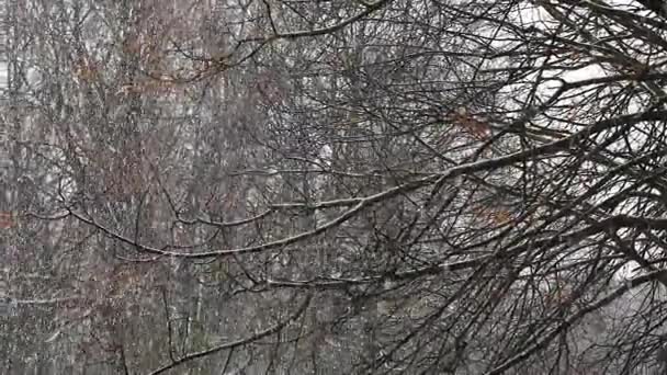 雪に覆われた木の背景に雪の結晶 — ストック動画
