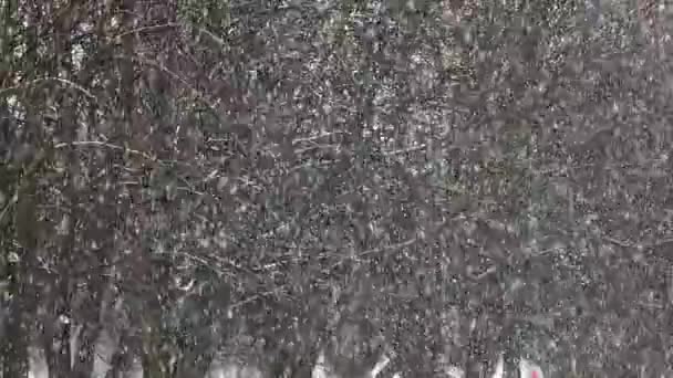 Νιφάδες Χιονιού Στο Φόντο Των Χιονισμένα Δέντρα — Αρχείο Βίντεο