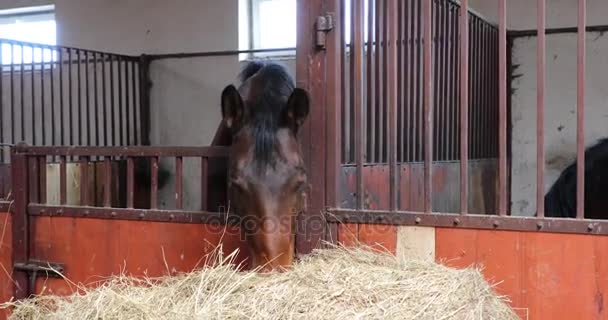 Horse Eating Stable — Stock Video