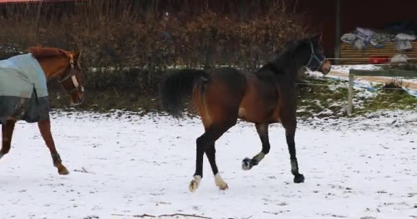 Dois Cavalos Estão Correndo Prado Inverno — Vídeo de Stock