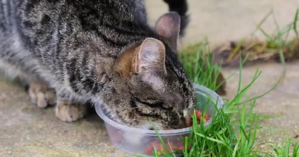 Die Katze Isst Das Katzenfutter Freien — Stockvideo