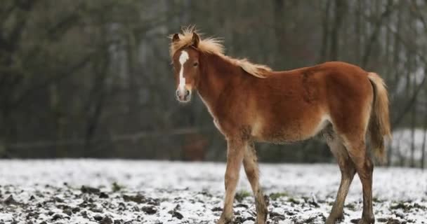 Das Fohlen Auf Der Wiese Winter — Stockvideo