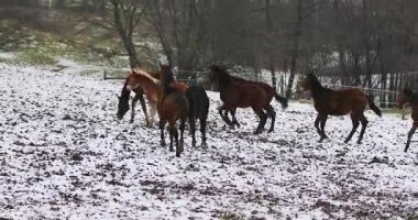 Tay sürüsü kış çayır üzerinde