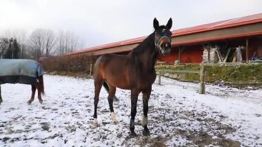 Kış çayır üzerinde iki at