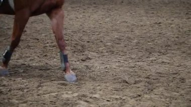 Kapalı, binicilik at nalı ayak üzerinde odak eğitimi