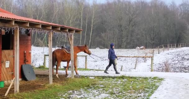 Horserider は冬の日の馬で歩いています — ストック動画