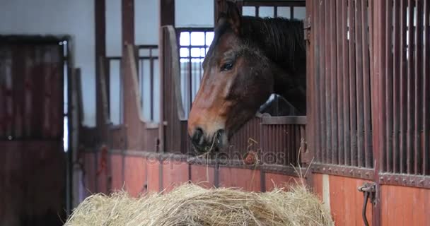 Caballo Está Comiendo Establo — Vídeo de stock