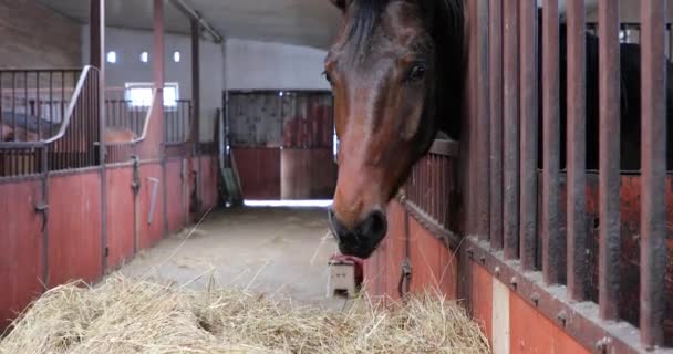 Caballo Está Comiendo Establo — Vídeos de Stock