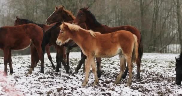 冬季草地上的马驹群 — 图库视频影像