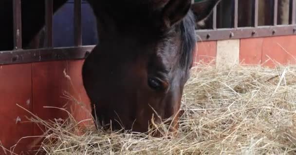 马在马厩里吃 — 图库视频影像