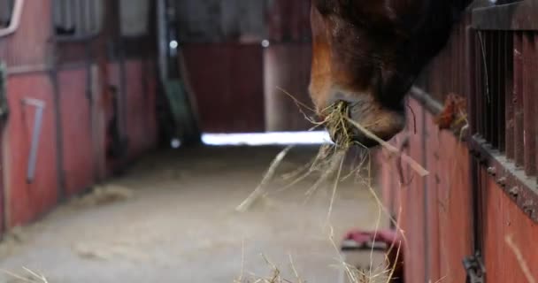 Le cheval mange dans une écurie 