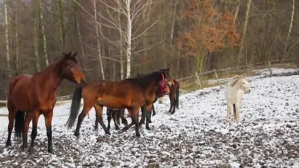 Besättningen Hästar Ängen Vinter — Stockvideo