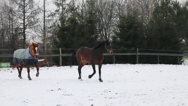 Два Коні Біжать Лузі Взимку — стокове відео