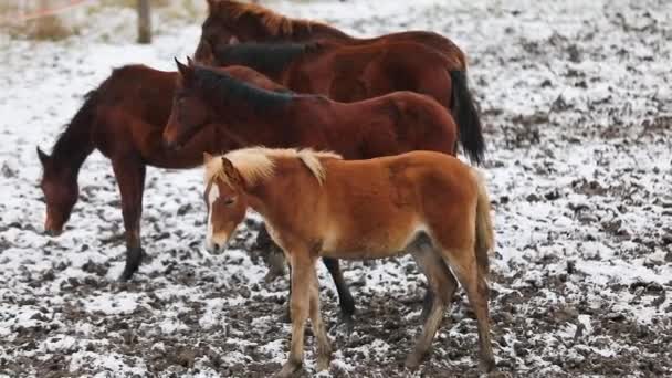 Κοπάδι Πουλάρια Στο Λιβάδι Χειμώνα — Αρχείο Βίντεο