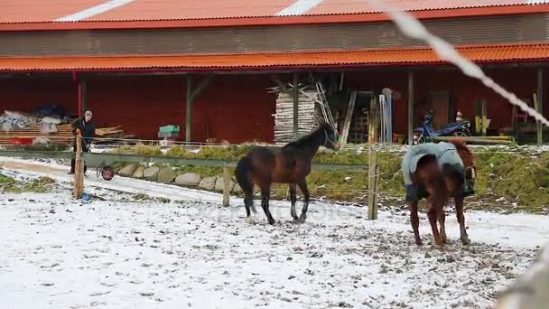 Zwei Pferde Laufen Winter Auf Der Weide — Stockvideo