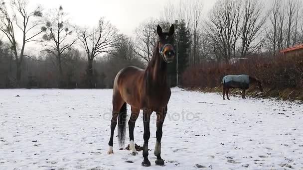 Hästen Ängen Vinter — Stockvideo