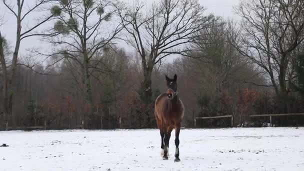Лошадь Лугу Зимой — стоковое видео