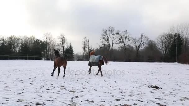 Two Horses Running Meadow Winter — Stock Video