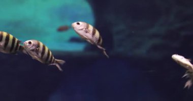 Sualtı: Mavi su Sea Life